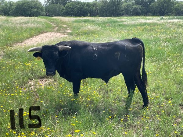 Sire: WBS Camps 316 / Dam: Miss WBS 409 115