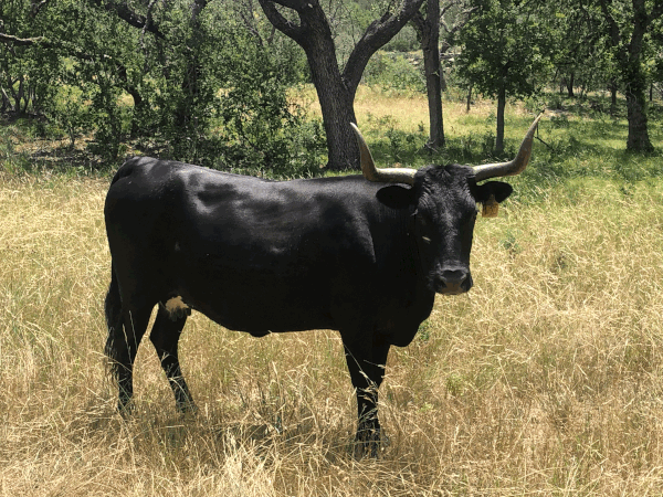 12 y/o no calf at side // Sire: WBS Cole Younger Yet - Dam: Miss WBS 544 935