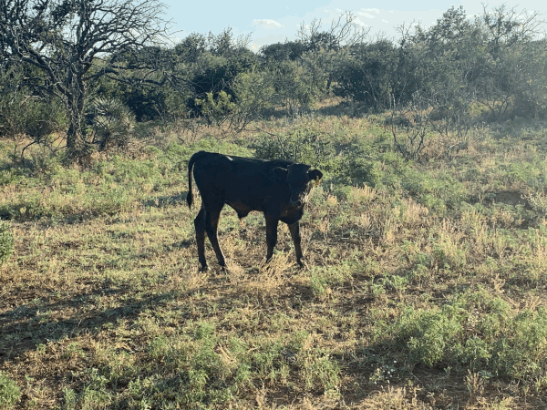 2021 Bull Calf / Sire: WBS Camps 316 303 Calf