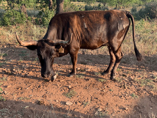 6 y/o calf at side // Sire: Cole Younger - Dam: Miss WBS 444 519