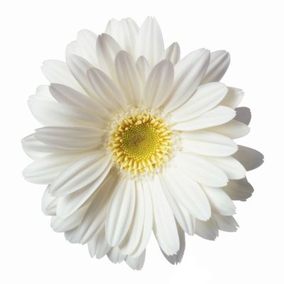 Daisy white no stem.jpg