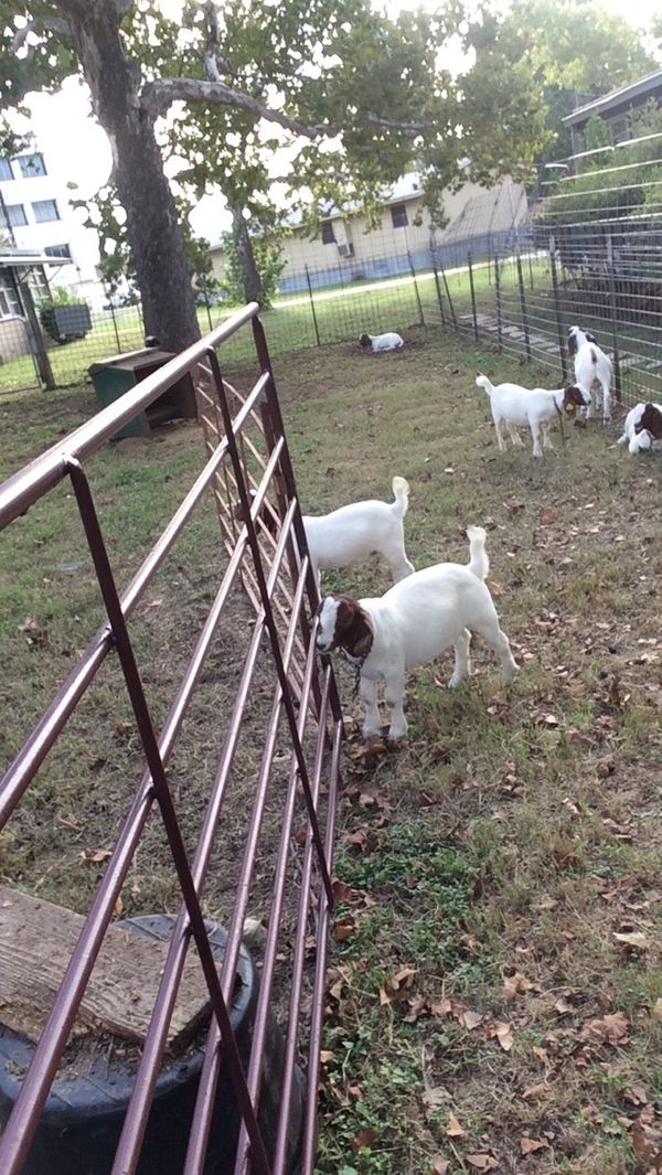 Reilly 4-H CAPITAL goats 2016b.JPG