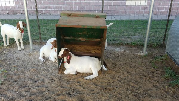 Hart 4-H CAPITAL goats 2016b.jpg