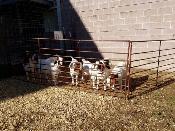 Hart 4-H CAPITAL goats pen 2016d.jpg