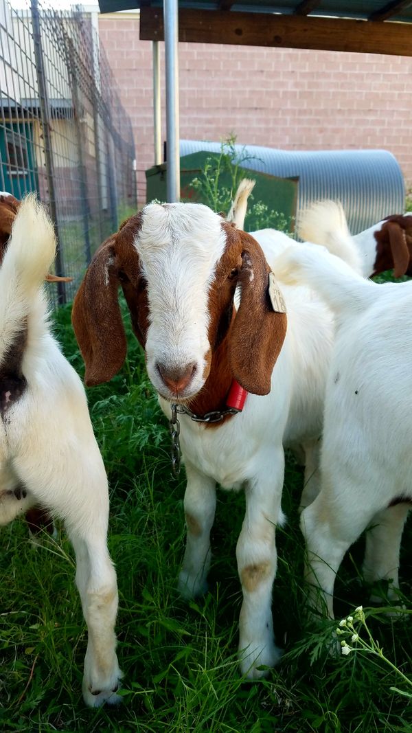 Hart 4-H CAPITAL goats 2016a.jpg