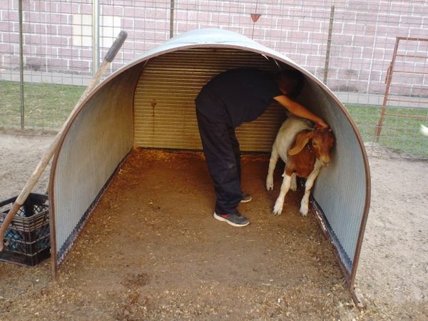 Hart 4-H CAPITAL goat in shelter 2014.JPG