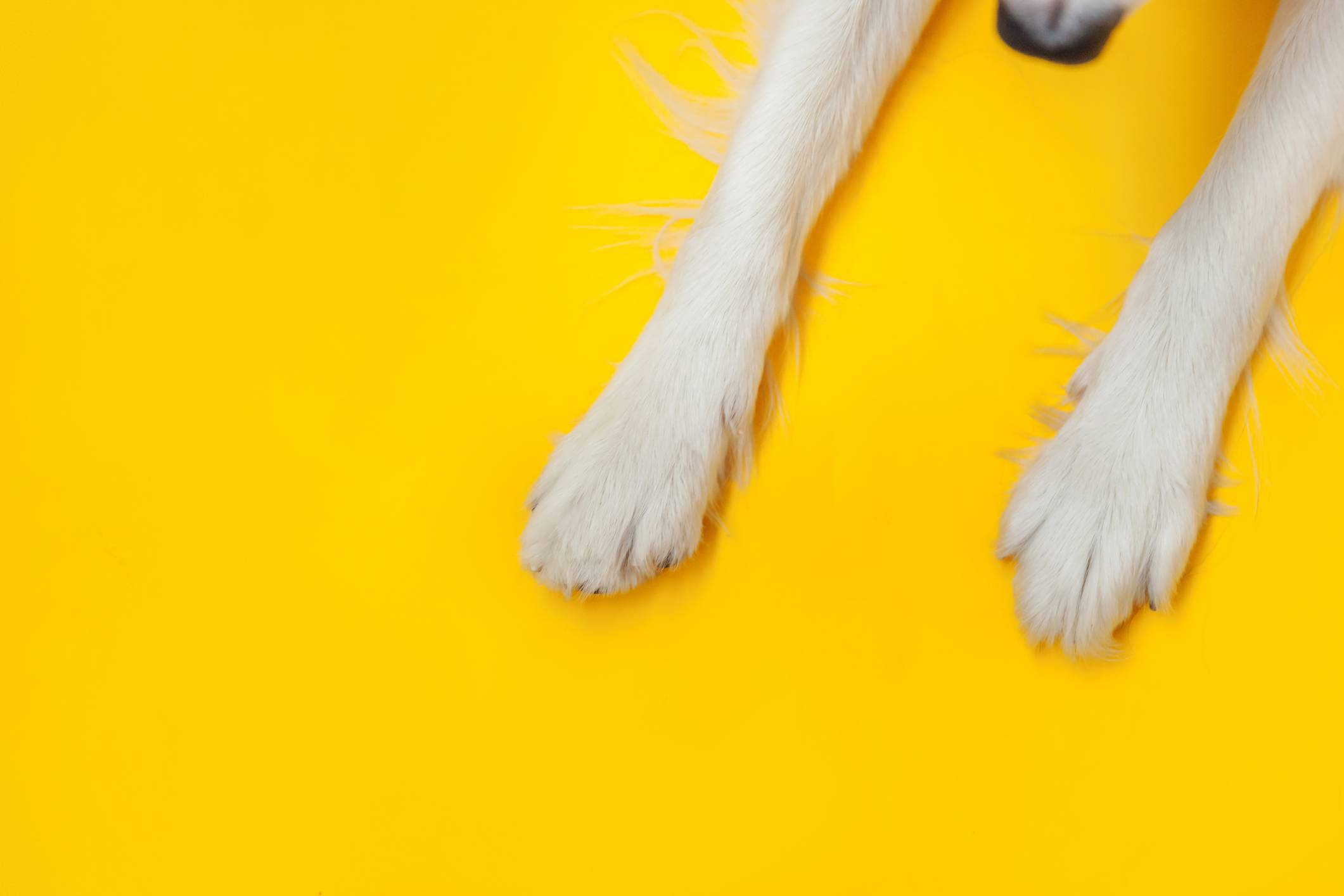 Image of a dogs paws and legs Pet Care