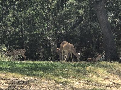 wildlife.jpg