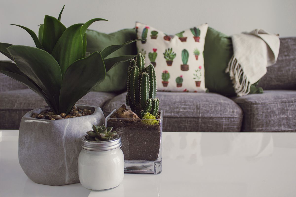 photo-of-plants-on-the-table-1005058.jpg