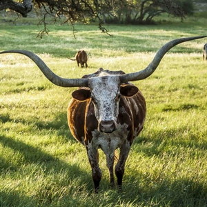 Dripping_Springs_Elite_Real_Estate_Professionals_Economic_Development_Blog_October.png