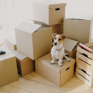 Dripping_Springs_Elite_Real_Estate_Professionals_Blog- Hardest Thing to Unpack1_June 2023.png