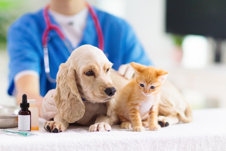 Prescriptions for Pets