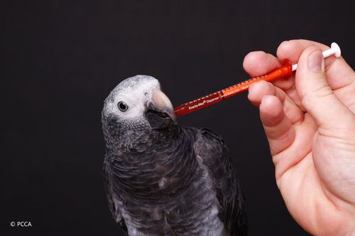 a parrot taking medicine a parrot taking medicine