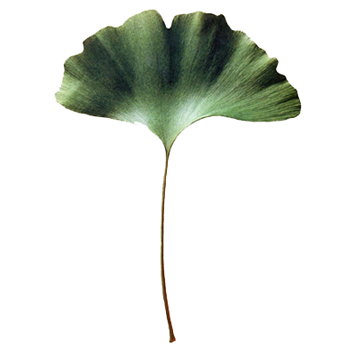 tempginko.png