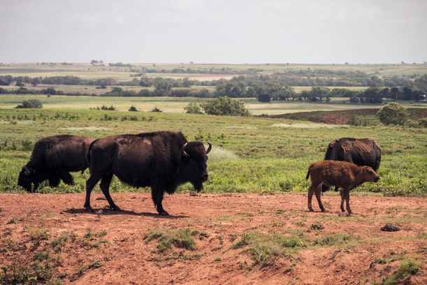 American Bison