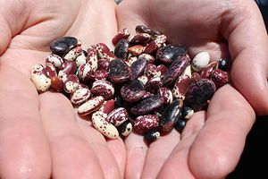 seeds_in_hand_450px.jpg
