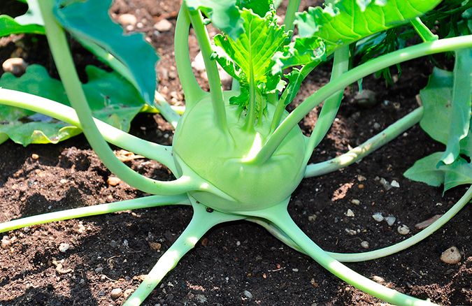 Recipes and Sustainable adds Sweetness Kohlrabi Food to Spring Crunch - Center