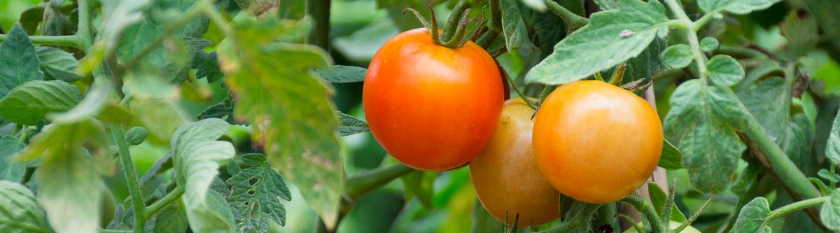 SDF Community Garden Grape Tomatoes