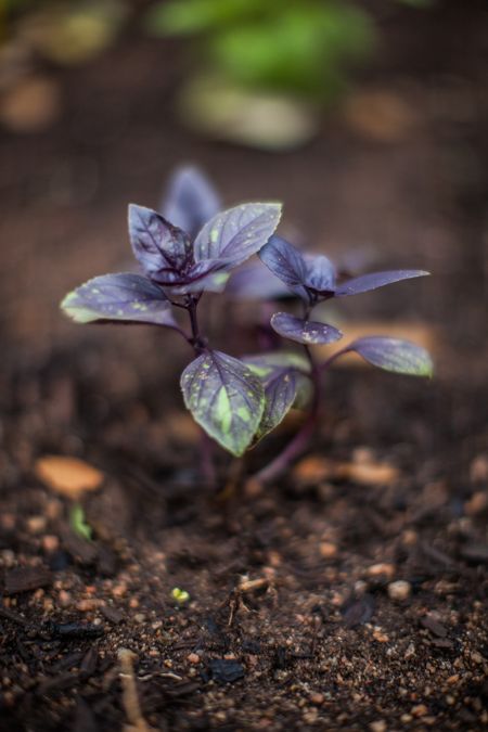 Basil A Hot Weather Hero Sustainable Food Center