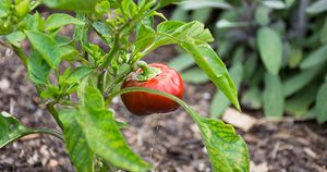 SDF Community Garden Red Pepper Plant