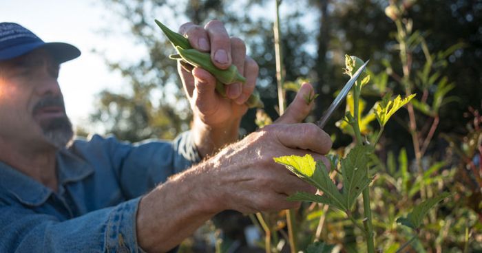 Farmer cutting okra from plant