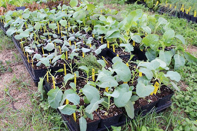 Vegetables You Can Plant in September