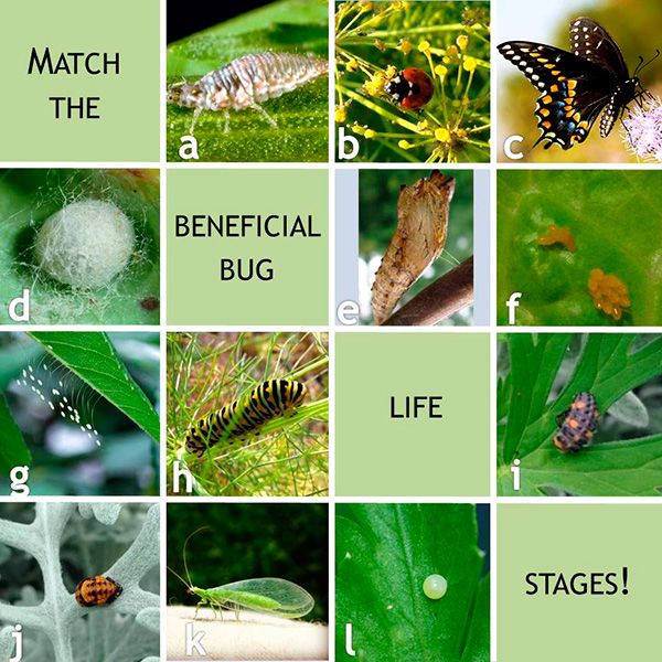 Eggs and Larva Stages of Bugs - Sustainable Food Center
