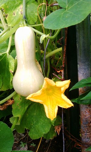 Squash-for-What-to-Plant-for-June_450px.jpg