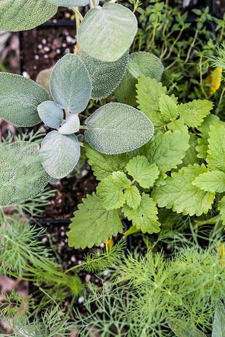 How to Grow Lots of Herbs in a Small Space • Gardenary