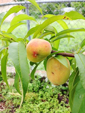 Peaches from Sari's tree_2_5.11_450px.jpg