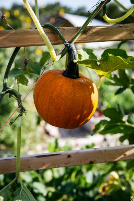 Time to Plant Pumpkins for a Fall Harvest - Sustainable Food Center