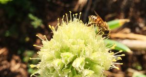 Bee-Herb-Garden_BLOG.jpg