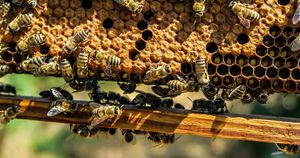 bees-on-honeycomb-free-stock-photo_WEBSITE.jpg