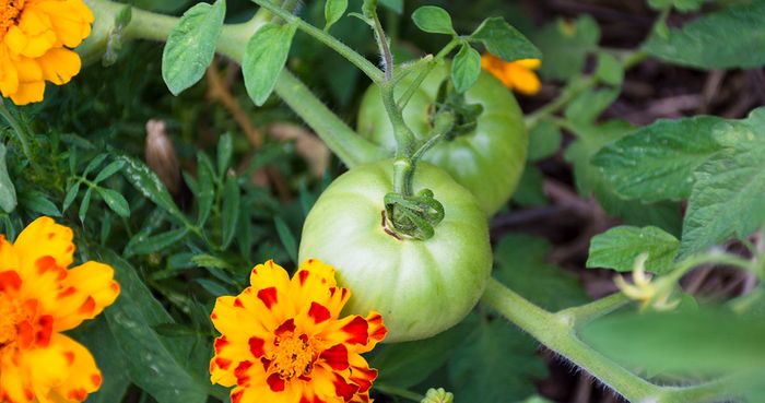 Green Tomatoes with Flowers
