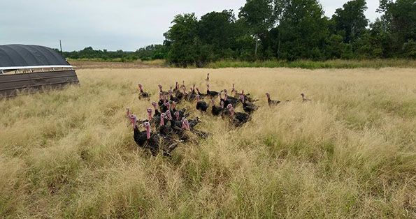 Richardson Farms Turkeys