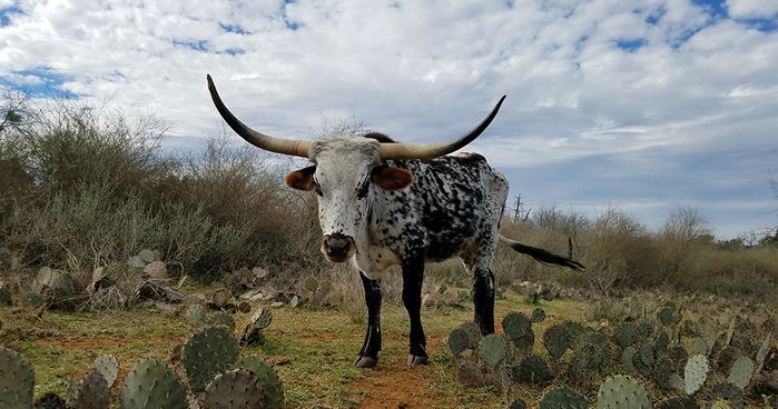 Bull at Copper Creek
