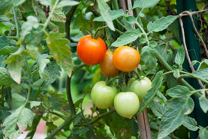 SDF-Community-Garden-Grape-Tomatoes-1_WEBSITE.jpg