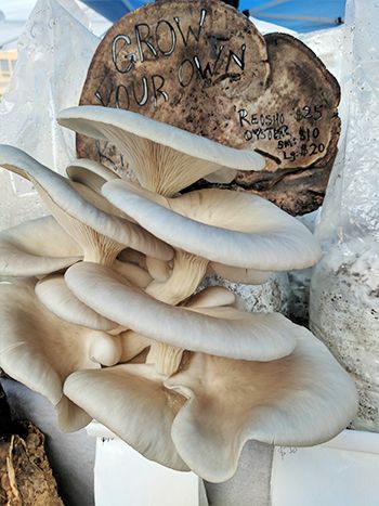hifi mushroom kit