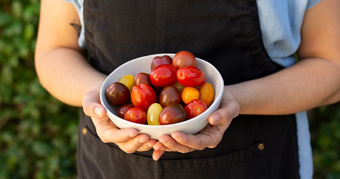 Hands Holding Bowl of Tomatoes