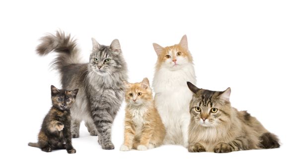 Medications for Cats at Southland Pharmacy