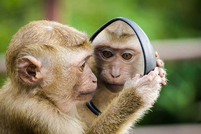 monkey looking at themselves in a mirror 7