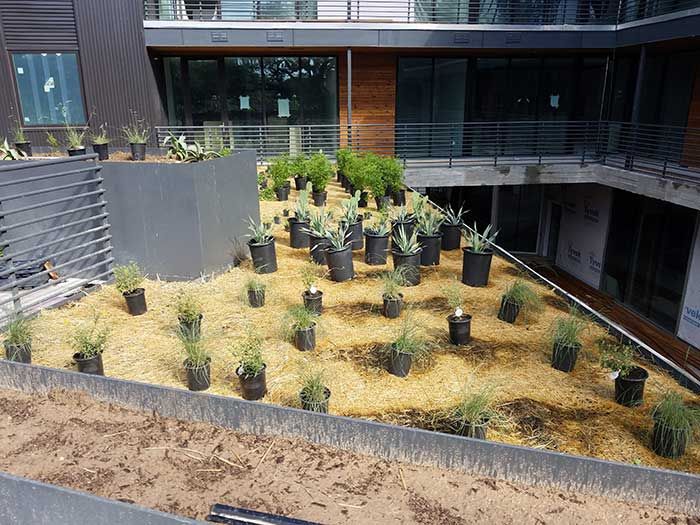 Green roof in progress 6