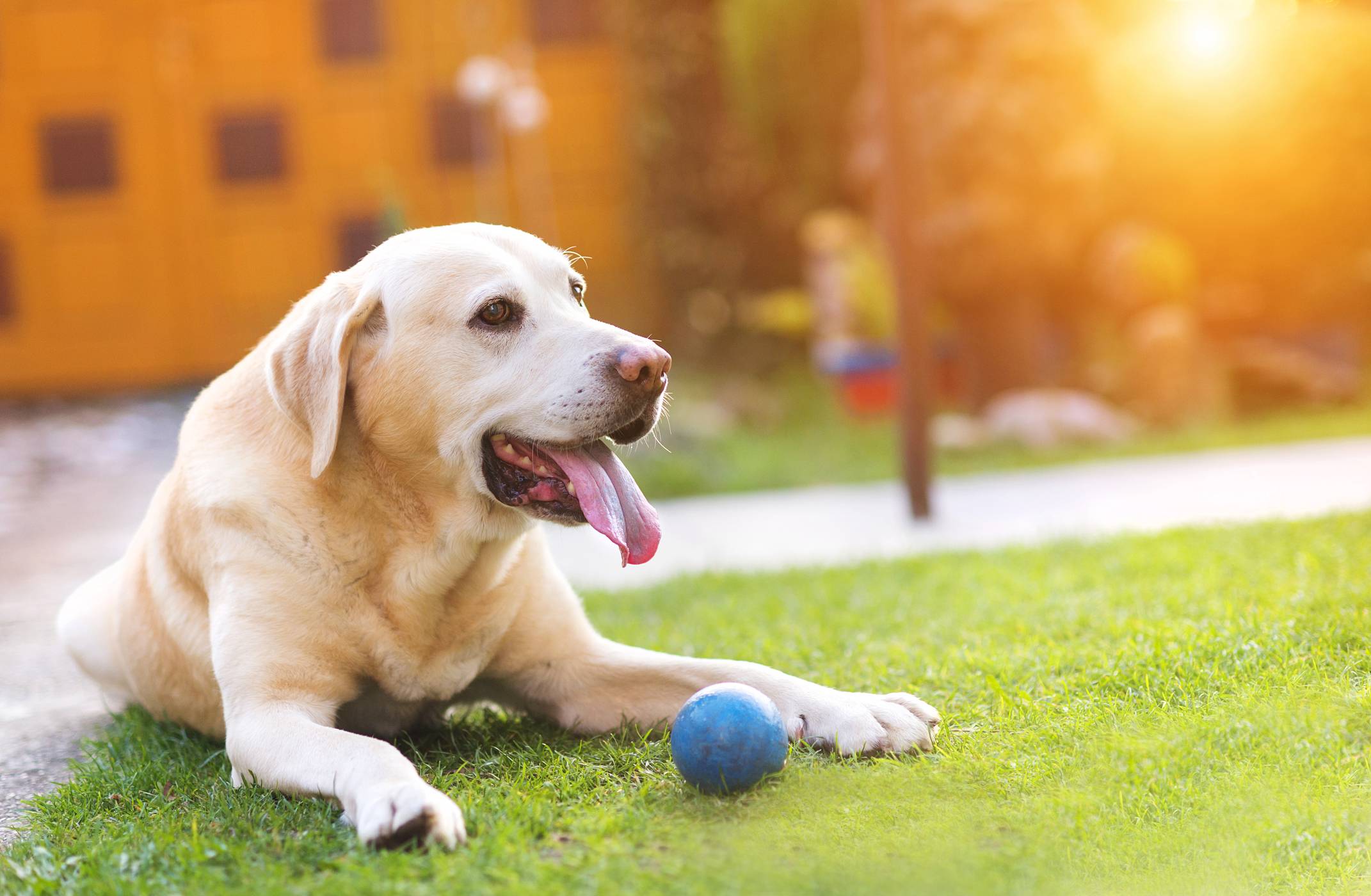 Dog outside with a ball Pet Care