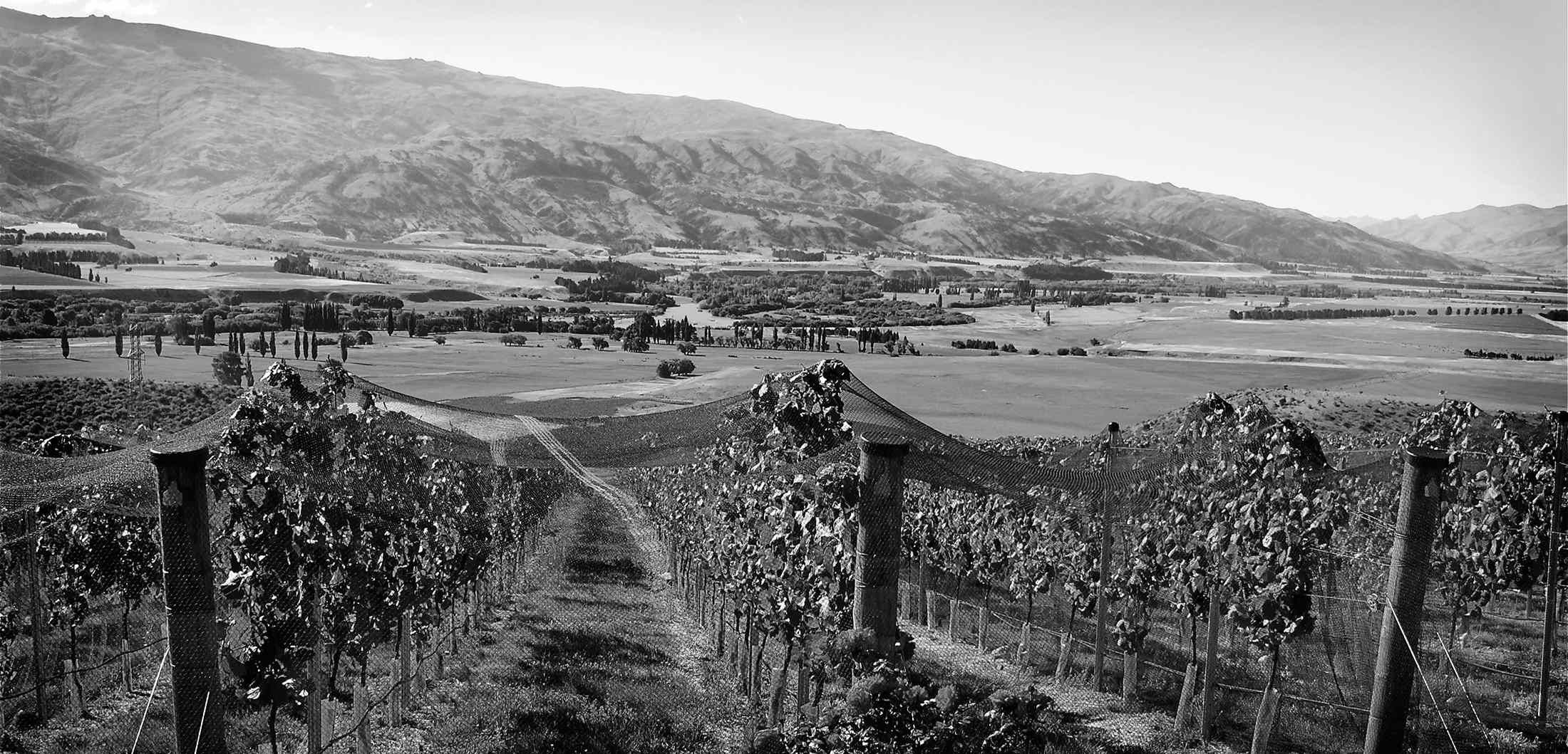 Valli Bendigo Vineyard