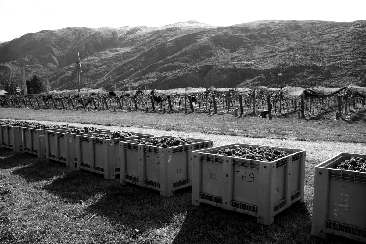 Harvest at Valli Wines, Gibbston Vineyard.