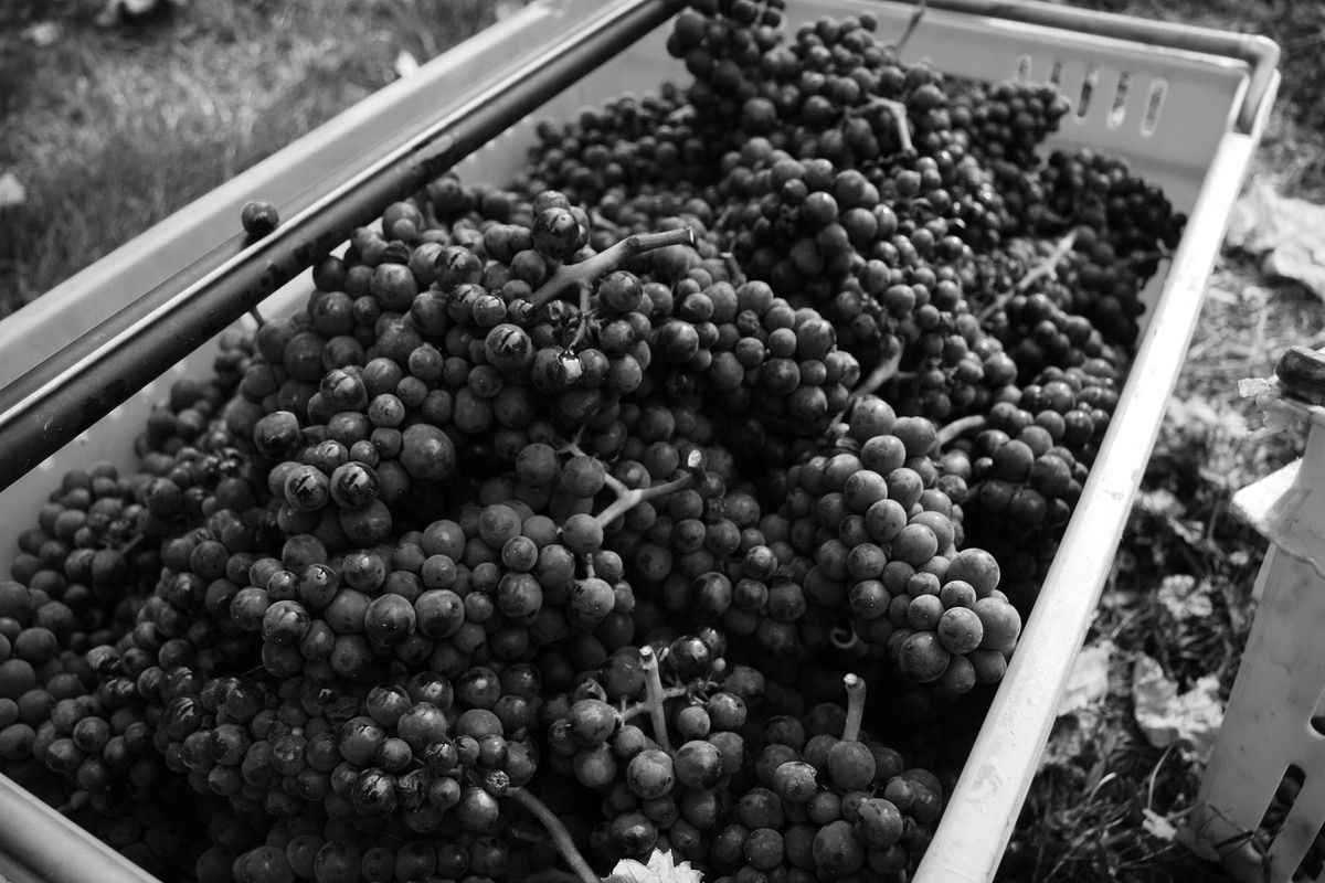 Grapes in a basket