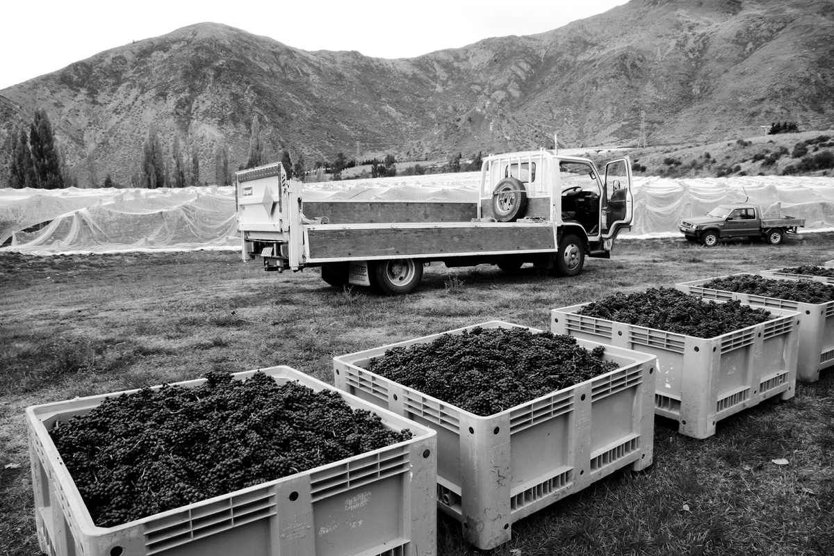 Valli grapes during harvest