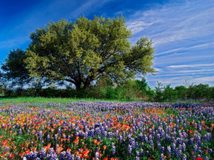 Texas Hill Country.jpg