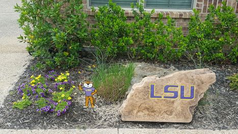 LSU.jpg
