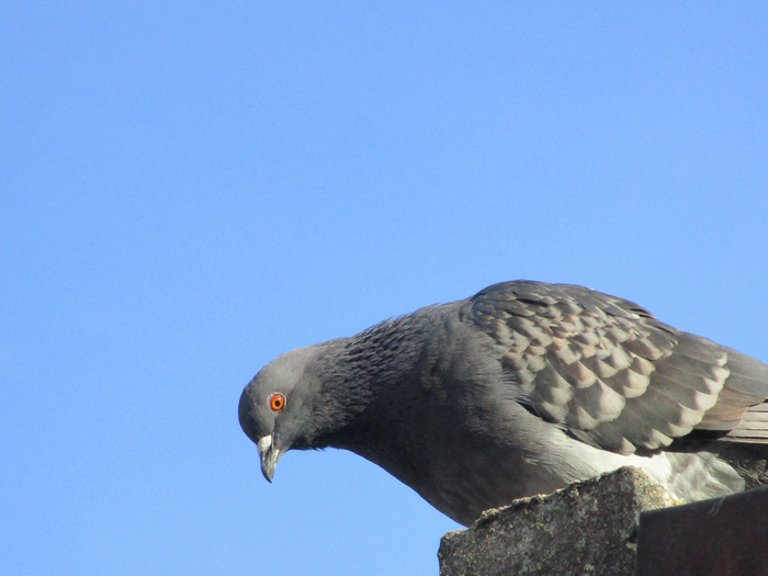 Pigeon sitting on roof peering over the side